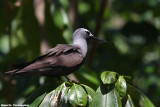 Anous tenuirostris (lasser noddy tern - sterna stolida minore )