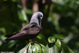 Anous tenuirostris (lasser noddy tern - sterna stolida minore )