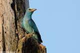 Coracias garrulus  (roller - ghiandaia marina)