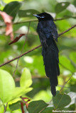 Terpsiphone corvina (Seychelles black paradise flaycatcher - pigliamosche del paradiso