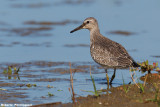 Calidris canutus (red knot - piovanello maggiore