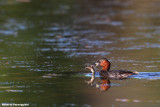 Podiceps ruficollis (little grebe-tuffetto)