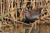 Rallus aquaticus (water rail - porciglione)