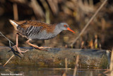 Rallus aquaticus (water rail - porciglione)