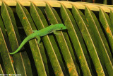 Phelsuma sundbergi (Seychelles gecko)