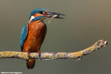 Alcedo atthis (kingfisher-martin pescatore)