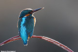 Alcedo atthis (kingfisher-martin pescatore)