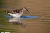 Philomachus pugnax (ruff - combattente)