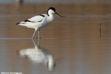 Recurvirostra avosetta (avocet-avocetta)