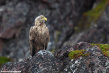 Haliaeetus  albicilla (withe tailed eagle - aquila di mare)