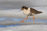 Philomachus pugnax (ruff - combattente)