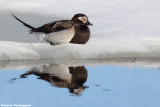 Clangula hyemalis (long tailed duck - moretta codona)