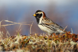 Calcarius lapponicus (lapland bunting - zigolo di lapponia)