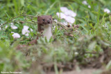 Mustela nivalis (weasel - donnola)