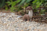 Mustela nivalis (weasel - donnola)
