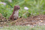 Mustela nivalis (weasel - donnola)
