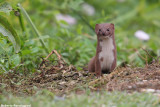 Mustela nivalis (weasel - donnola)