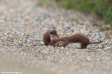 Mustela nivalis (weasel - donnola)