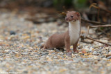 Mustela nivalis (weasel - donnola)