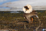 Philomachus pugnax (ruff - combattente)