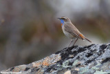 Luscinia svecica (bluethroat - pettazzurro)