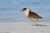 Philomachus pugnax (ruff - combattente)