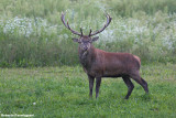 Cervus elaphus (red deer - cervo)