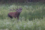 Cervus elaphus (red deer - cervo)