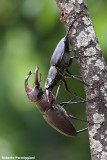 lucanus cervus (cervo volante)