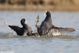 Fulica atra (coot - folaga)