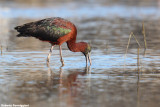 Plegadis falcinellus (glossy ibis - mignattaio)