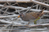 Porzana porzana (spotted crake - voltolino)