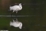 Egretta garzetta (little egret-garzetta)