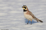 Eremophila alpestris (horned lark  - allodola golagialla)