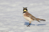 Eremophila alpestris (horned lark  - allodola golagialla)