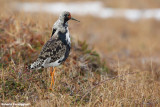 Philomachus pugnax (ruff - combattente)