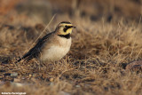 Eremophila alpestris (horned lark  - allodola golagialla)