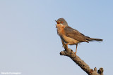 Sylvia subalpina (moltonis warbler -  sterpazzolina di Moltoni)