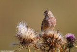 Carduelis cannabina (linnet-fanello)