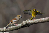 Coccothraustes coccothraustes (hawfinch-frosone) vs Carduelis chloris (greenfinch - verdone)