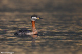 Podiceps grisegena (red necked grebe - svasso colorosso)