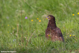 Pernis apivorus(Honey buzzard-Falco pecchiaiolo)