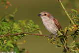 Lanius collurio (red backed shrike-averla piccola)