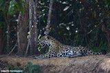 Phantera onca (jaguar - giaguaro)