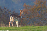 Dama dama (fallow deer - daino)