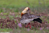 Theristicus caudadus (buff necked ibis - ibis collo chiaro)