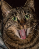 Meow