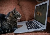 CatBook Air