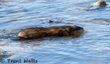 Muskrat swimming in South Saskatchewan River