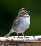 Lark Sparrow with mouth full of food.